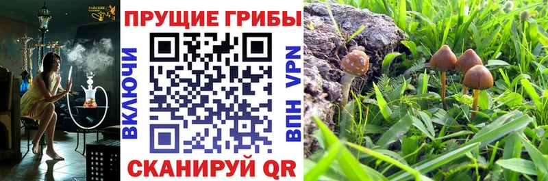 МЕГА   Нариманов  Псилоцибиновые грибы Psilocybine cubensis 